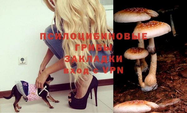 прущие грибы Алзамай